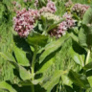 Meet your Posher, Chelsea